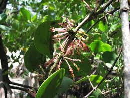 Image result for Agelanthus