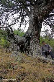 Epingle Sur Arbre Remarquable