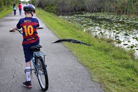 Bicycle rentals for use on the everglades bike trail at shark valley begin at 8:30 am and continue until 4 pm. Rides Archives Page 2 Of 15 Stories From Spinlister