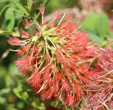 Image result for Melaleuca hypericifolia