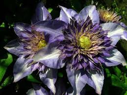 A garden is incomplete without clematis (clematis spp. Clematis Planting And Care Varieties And Groups Growing Pruning And Propagation