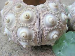 Image result for sputnik sea urchin