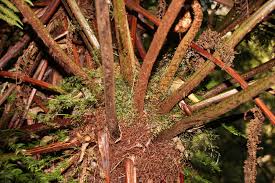 Image result for Cyathea capensis