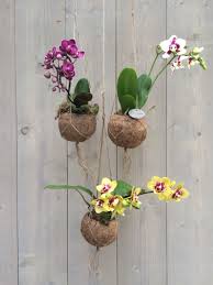 Kokodama Nl Kokodama Orchid Freestyle 2 Spike Orquideas Jardim Floricultura