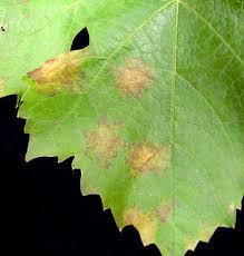Image result for peronospora grapevine