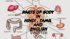 ⬤ flashcards exercise about body parts. Parts Of Body In Hindi Tamil And English Youtube