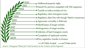 1 the allow golden rice now! A Decade Of Regulatory Hurdles For Golden Rice Download Scientific Diagram