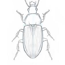 How To Draw Insects Understanding And Drawing The Legs Part 2 Bug Art Insect Art Projects Insect Art