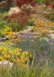 Painterly Approach Native Garden Australian Native Garden Landscape Design