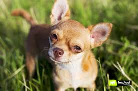 Caracteristicas Da Chihuahua O Mini Cao Love Ferplast