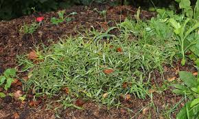 Image result for Kampochloa