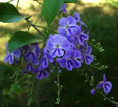 Image result for Duranta erecta