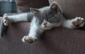 валерий власов никто тебя не любит так как я Pin Ot Polzovatelya Angie Papanastasiou Na Doske Detskaya Tema Sumasshedshie Koshki Lyubiteli Koshek Ya Lyublyu Koshek