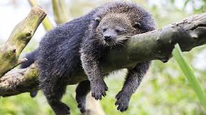 Meet The Real Bearcat Heading To Cairns Tropical Zoo Binturong Weird Animals Animals