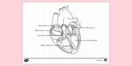 6 best anatomy coloring books: Free Anatomy And Physiology Colouring Page Teacher Made