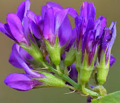 Image result for Medicago sativa