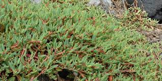 Image result for Sesuvium portulacastrum