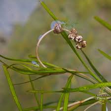 Image result for Cyperus pectinatus