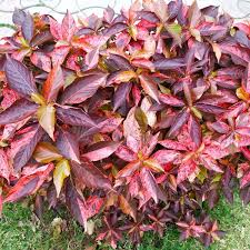Image result for Acalypha