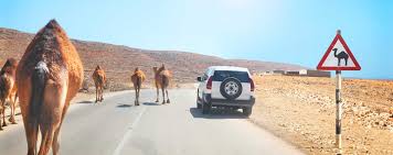 4 in maine, a passenger who allowed a drunken person to drive his truck was convicted as an accomplice to the crime of driving under the influence of alcohol. Beware The Camels 10 Weird Traffic Laws Of The World