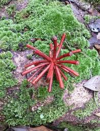 Image result for Annickia lebrunii