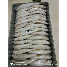 Ukuran terkecil yang diperoleh hingga ukuran. Jual Ikan Senangin Lautan Sakti Jaya