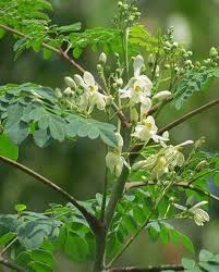 Check spelling or type a new query. Pin By Rosalinde Stritzky On 1351 Inspiring Homestead Living Moringa Tree Moringa Garden Design Plans