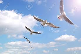 A random group of birds outside the window. Group Of Flying Birds With Blue Sky And Clouds Background Stock Photo Picture And Royalty Free Image Image 12923199