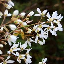 We did not find results for: Amelanchier X Grandiflora Autumn Brilliance Buy Juneberry Trees