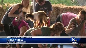 Embodied leadership, mindset, & wellness webinar with. You Can Do Yoga With Baby Goats In Lancaster County