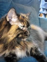 Learn more about chicagoland eskie rescue in elmhurst, il, and search the available pets they have up for adoption on petfinder. Wzb0qjn4cey8lm