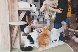 | photo by adriana mazza. Mocha Cat Cafe In Harajuku Shibuya Tokyo Japan Travel