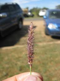 Image result for Cenchrus ciliaris