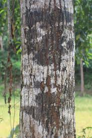 Image result for Mimusops elengi