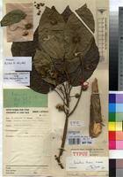 Image result for Lindackeria bukobensis