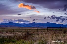 Image result for Harungana montana