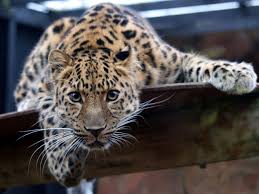 Cats and mice have whiskers with which that they can feel themselves around in the dark. Leopard Genes Reveal Why Carnivores Don T Change Their Spots Scimex