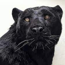 Black panthers are melanistic colour variants of several species of larger cat. Black Panther Head Animalfriendly Homedecor Homedecoration Wildlife Headdecoration Pet Friendly Panther Black Panther