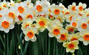 Find the greatest flower backgrounds which are free to adapt and use for commercial purposes with/without attributing the original author or source. Hd Wallpaper Beautiful Flowers Many Daffodils White Red And Yellow Flowers Wallpaper Flare