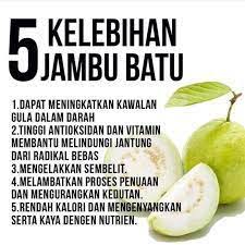 Ekstrak jambu batu dan daun jambu batu bantu turunkan tahap gula dalam darah. Real Live Anak Benih Pokok Jambu Batu Seedless Shopee Malaysia