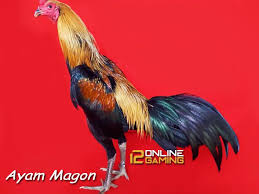 Ciri Dan Keunggulan Ayam Magon Ayam