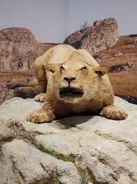 Protéger et valoriser notre patrimoine d'exception la grotte chauvet pont d'arc est un joyau du génie créatif humain et sa valeur patrimoniale a été. Lion Picture Of Grotte Chauvet 2 Ardeche Vallon Pont D Arc Tripadvisor