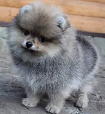 Pomeranian For Sale Near Me Ready For Rehome Now Pets4rehome Pomeranian For Sale Pomeranian Puppy For Sale Pomeranian Puppy