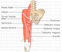 Whether you plan to create your own study. Anterior Thigh Muscles Muscle Thigh Anatomy Anatomy Muscles