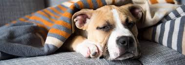 This simply means the prostate gland becomes enlarged. Enlarged Prostate In Dogs Managing Benign Prostatic Hyperplasia