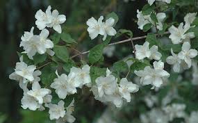 I put it in everything and. Philadelphus Lewisii Mock Orange At Portland Nursery And Garden Center