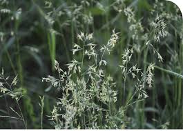 Maybe you would like to learn more about one of these? Smooth Brome Allergy Info Stallergenes Greer