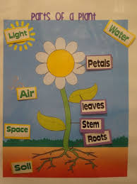Plants Unit Plant Parts Poster Students Can Take The Parts Needs Off And Stick Parts Of A Plant Plant Lessons School Art Activities