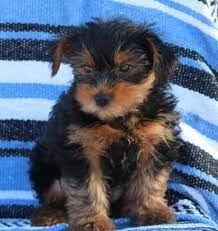 Kim cullen / branchville, nj. Yorkie Puppies For Sale In Nj Lancaster Puppies