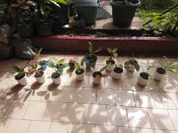 Lh5.googleusercontent.com seperti kata mereka, dalam remang aku dapat melihat bahwa bunga didalam sini hanya memiliki 5 warna—mawar, yang jelas, bunga sepatu, lavender, violet—entah apa lagi, aku hanya mengenali itu. Aglaonema Mayangkoto